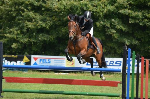 Hipismo jovem a saltar com o cavalo
